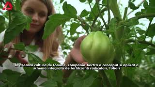 Tehnologia AECTRA aplicată la cultura de Tomate [upl. by Cheadle710]