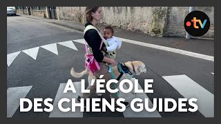 Inclusion  à lécole des chiens guides de lEst [upl. by Anauqcaj136]