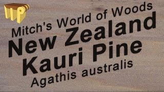 New Zealand Kauri Pine Agathis australis  Mitchs World of Woods [upl. by Anaoj]