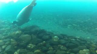 Krabojad w Zatoce Admiralicji Antarktyka Crabeater seal in the Admiralty Bay Antarctic [upl. by Eidnim964]