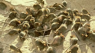 NSW poised to release outlawed poison to combat mouse plague [upl. by Ayak]