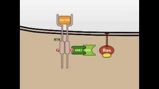 The MAP Kinase MAPK signalling pathway [upl. by Barncard]