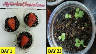 How To Grow Strawberries from Seed 🍓 Fast and Easy Method [upl. by Niryt]