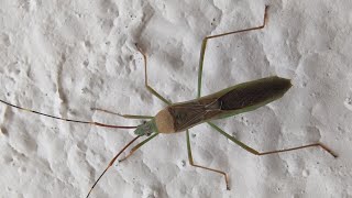 Rice Seed bugs A pest  Leptocorisa species [upl. by Lauder]