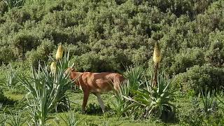 Ethiopian Wolf Licks Nectar from Ethiopian Red Hot Poker Flowers [upl. by Inalaeham574]