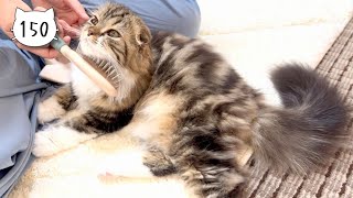 Cute kitten who likes being brushed more than napping Elle video No150 [upl. by Shutz]