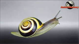 Mollusks Part 1  The Happy Evolutionary Journey of Gastropoda  Evolution Story [upl. by Ahseela]