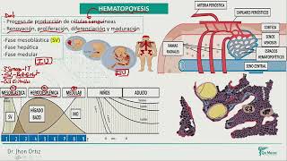 Hematología  Hematopoyesis [upl. by Paymar]