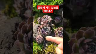 정원 영원히 지지않는 꽃 영원초 바위솔을 아시나요 Sempervivum [upl. by Chimene]