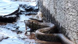 Schlange am Gardasee Italien  2024  Natrix Tesselata [upl. by Westfall]