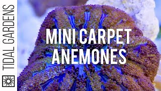 Mini Maxi Carpet Anemone Propagation [upl. by Peppel]