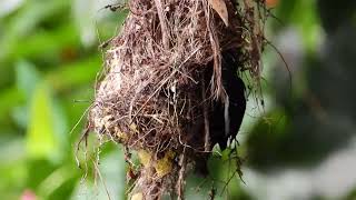 Red and Black Broadbill feeding chicks in the nest in Borneo Malaysia [upl. by Danczyk887]