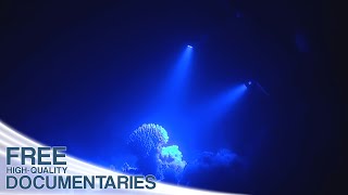 The Spectacular Underwater World of Coral Reefs [upl. by Eillod981]