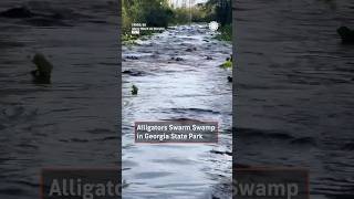 Alligators Swarm Swamp In Georgia State Park [upl. by Stavro]