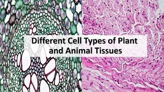 General Biology 1 Cell Types of Plant and Animal Tissues [upl. by Adiaros512]