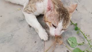 Cats Eating Medical plant Kuppaimeni Acalypha Indica Cats Facial Cat medicine Cats meowing [upl. by Assil11]