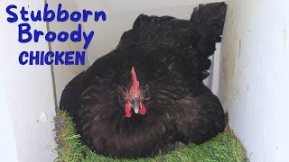 How To Deal With A Very Broody Chicken [upl. by Ennaimaj737]