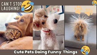 FUNNIEST Pets of 2024So Far 😂🤣  BEST Compilation [upl. by Ranilopa]