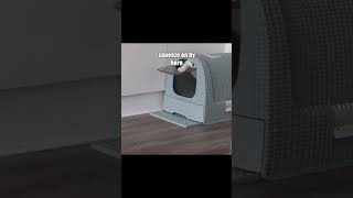 Cat stuck  door stuck meme [upl. by Aehta]