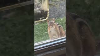 We Caught Each Other animals nature chipmunk [upl. by Luigi]