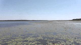 Myakka Airboat Tour Florida [upl. by Anerat]