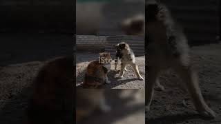 Adorable dog and cat playtime 😍 dog funny pets dogs cat [upl. by Rhiana]