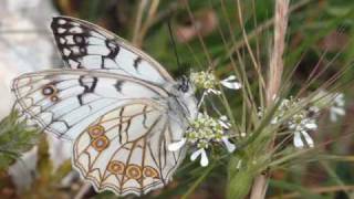 AMARE LA NATURA 1  Farfalle italiane [upl. by Nelyaw295]