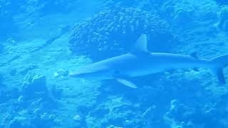 Reef Shark on Molokini [upl. by Concordia132]