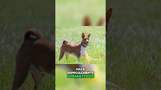 ¿Sabías que los Basenji NO ladran ¡Increíble [upl. by Yrret111]