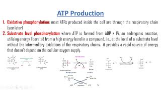 Electron Transport Chain  HHMI BioInteractive Video [upl. by Anahsohs]