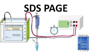 How to Run an SDSPAGE gel [upl. by Azpurua]