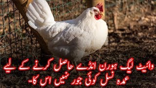 White Leghorn Breed Introduction In urdu [upl. by Nyra659]