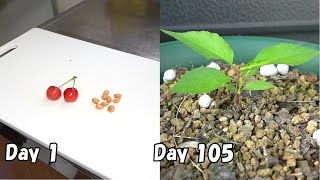 食べたさくらんぼの種を最も早く発芽させる方法  Grow cherry from storebought cherries  How to germinate seeds fast [upl. by Ferrick]