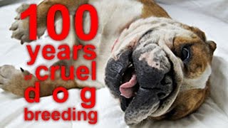 Pure Cruelty How Humans ruined healthy and beautiful dog breeds [upl. by Januarius]