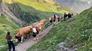 Alpaufzug auf die Engstligenalp im Berner Oberland 2022 [upl. by Tavia]