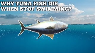 WHY TUNA FISH DIE WHEN STOP SWIMMING [upl. by Howlyn777]