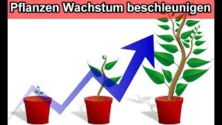 Pflanzenwachstum beschleunigen  Pflanzen amp Zimmerpflanzen schneller wachsen lassen – Trick 🌱 [upl. by Anirrehs]