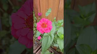 Collecting seeds from zinnia flowers seedcollection shorts zinnia usa garden plants [upl. by Anrapa844]