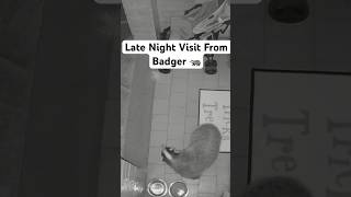 Late Night Visit From Badger 🦡 [upl. by Parik772]