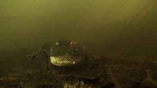 Close Encounter with Alligators in Florida [upl. by Laehctim]