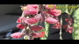 Thunbergia coccinea flowering plant  Rose [upl. by Sayer]