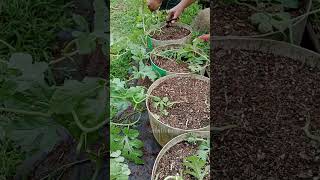 Planting and caring watermelon in pot [upl. by Cynara992]