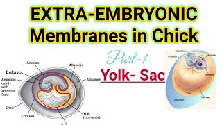 Part1Extra Embryonic Membranes in ChickYolkSacMSc BSc CSIRNET Zoology Lifesciences [upl. by Mohorva]