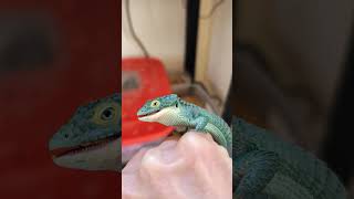 Actualización y alimentación abronia abronia mexicanalligatorlizard lagarto reptiles exotic [upl. by Tterej]