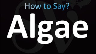 How to Pronounce Algae correctly [upl. by Ellicul]