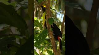 Five Toucan Facts naturepbs toucan animal [upl. by Kilan264]