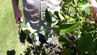 Spring Pruning of Persimmons [upl. by Amye]