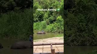 Elephant bathing Thailand [upl. by Loise]