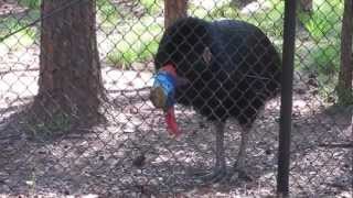 Cassowary calling [upl. by Rosenberger606]