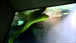 HUGE Green Moray Eel at Baltimore National Aquarium [upl. by Akineg]